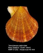 Talochlamys zelandiae (2)